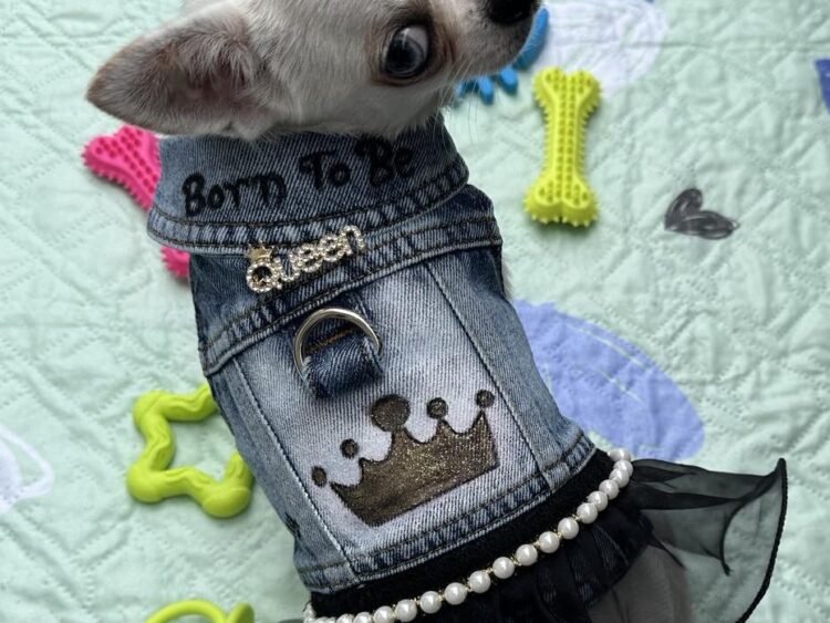Dog Jacket #6