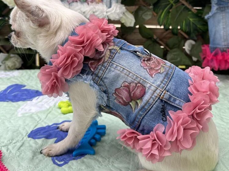 Dog Jacket #2