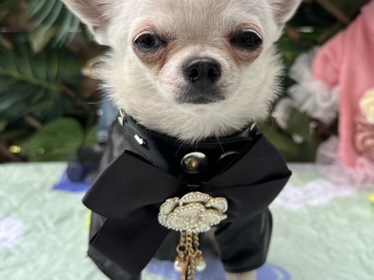 Dog Jacket #3