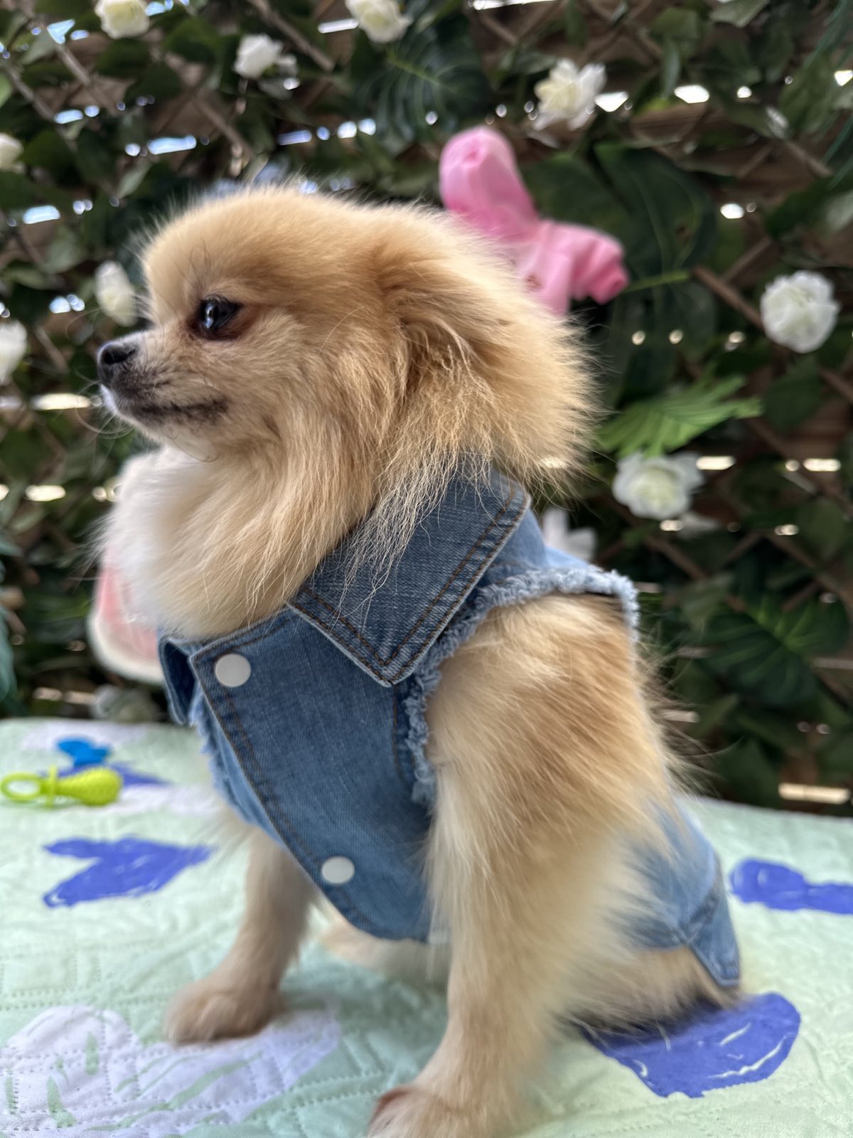 Dog Jacket #7 - Image 4