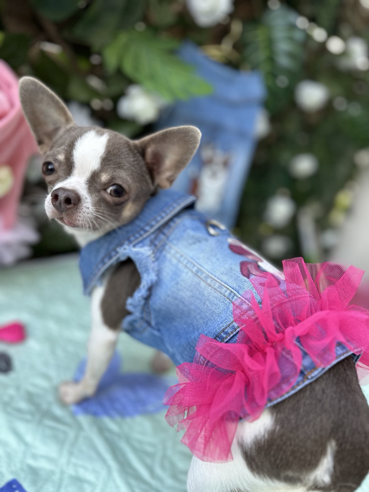 Dog Jacket #4 - Image 5