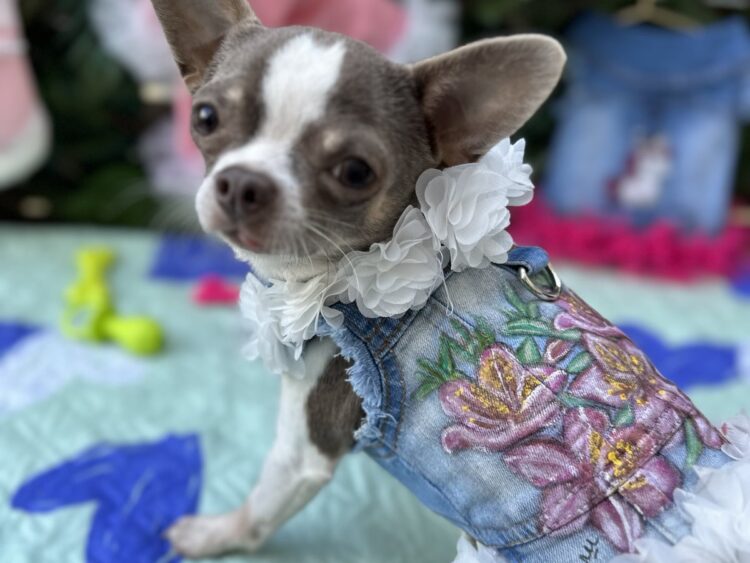 Dog Jacket #5